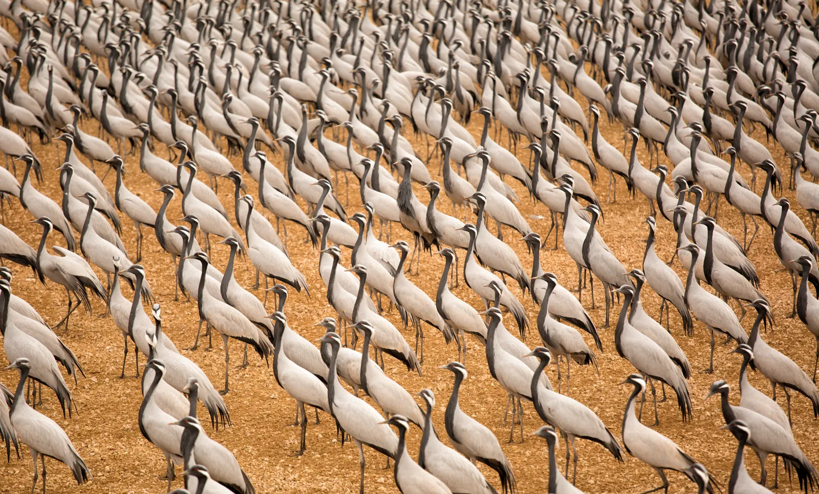 Demoiselle Cranes (Kurjan) congregating in winter fields around Jawai Rajasthan