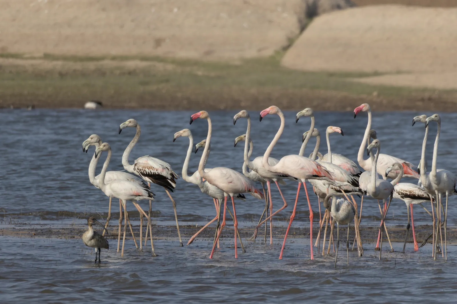 Flamingos wading in a wetland near Jawai
