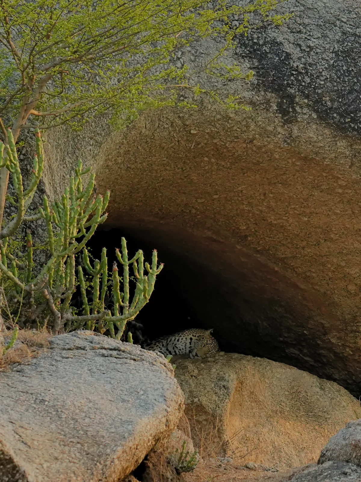 Wild Indian leopard in Jawai