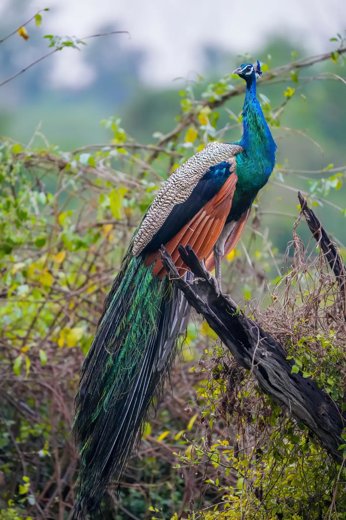 Magnificent Indian Blue Peafowl displaying plumage in the scrub forest of Jawai