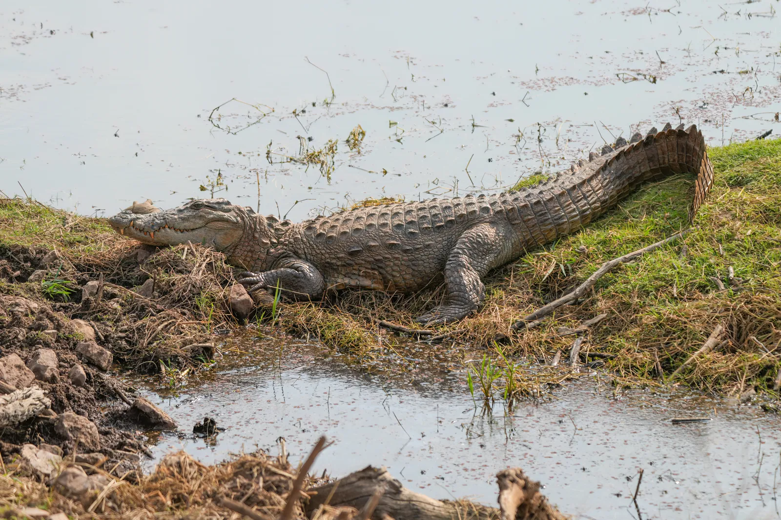 Large Mugger crocodile basking on the sandbanks of Jawai Dam reservoir