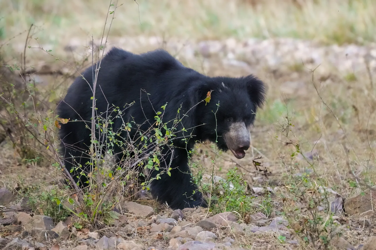 Sloth Bear foraging near rocky thickets in the Jawai region
