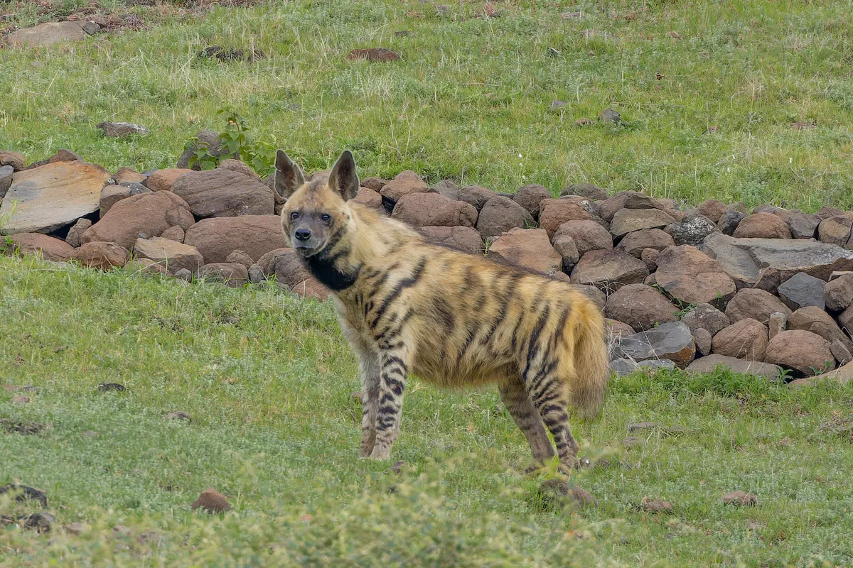 Striped Hyena roaming the granite boulder caves of Jawai at dusk